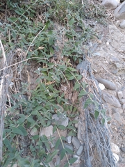 Buddleja aromatica (Buddleja aromatica)