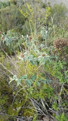 Buddleja aromatica (Buddleja aromatica)