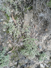 Buddleja aromatica (Buddleja aromatica)