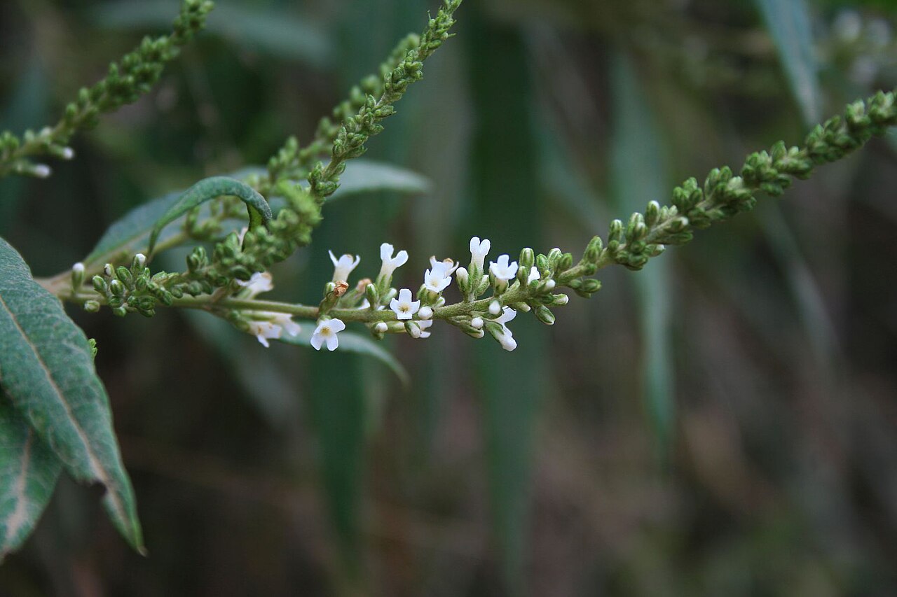 Dogtail: Buddleja asiatica , Braunwurzgewächse (Scrophulariaceae) - Vietnam/Việt Nam: Dorf Cán Cấu nördlich von Bắc Hà