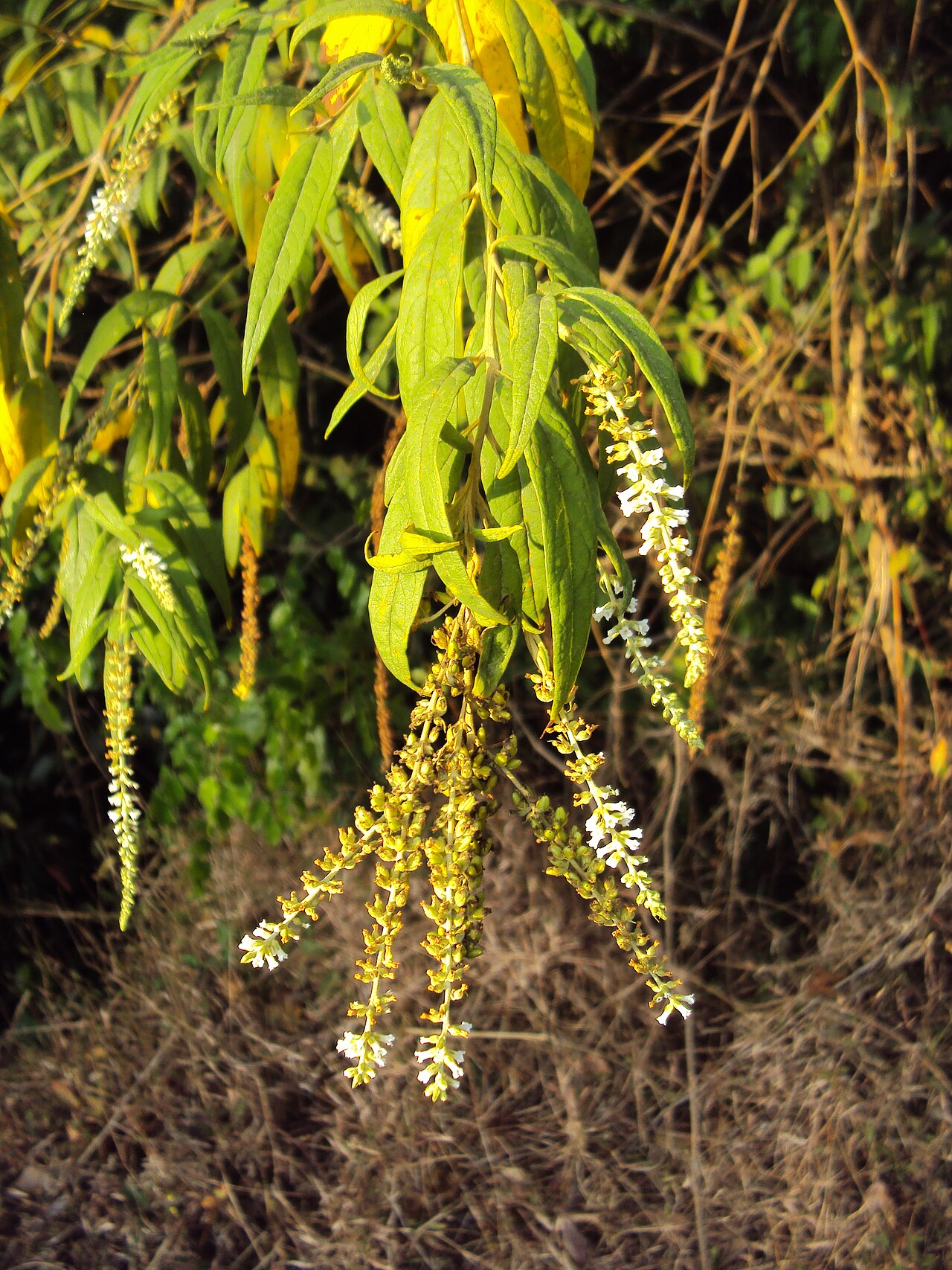 Dogtail: Buddleja asiatica