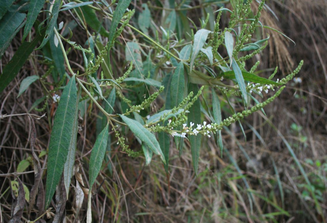 Dogtail: Buddleja asiatica , Braunwurzgewächse (Scrophulariaceae) - Vietnam/Việt Nam: Dorf Cán Cấu nördlich von Bắc Hà