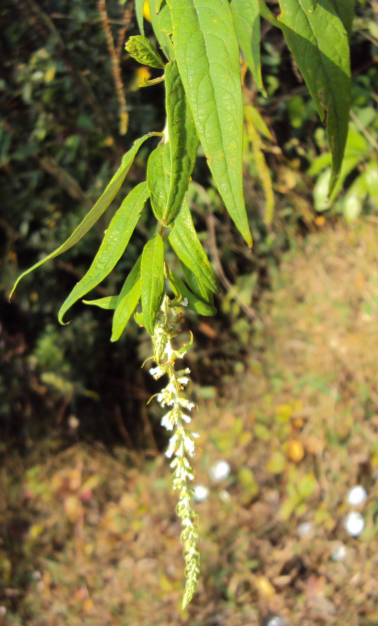 Dogtail: Buddleja asiatica