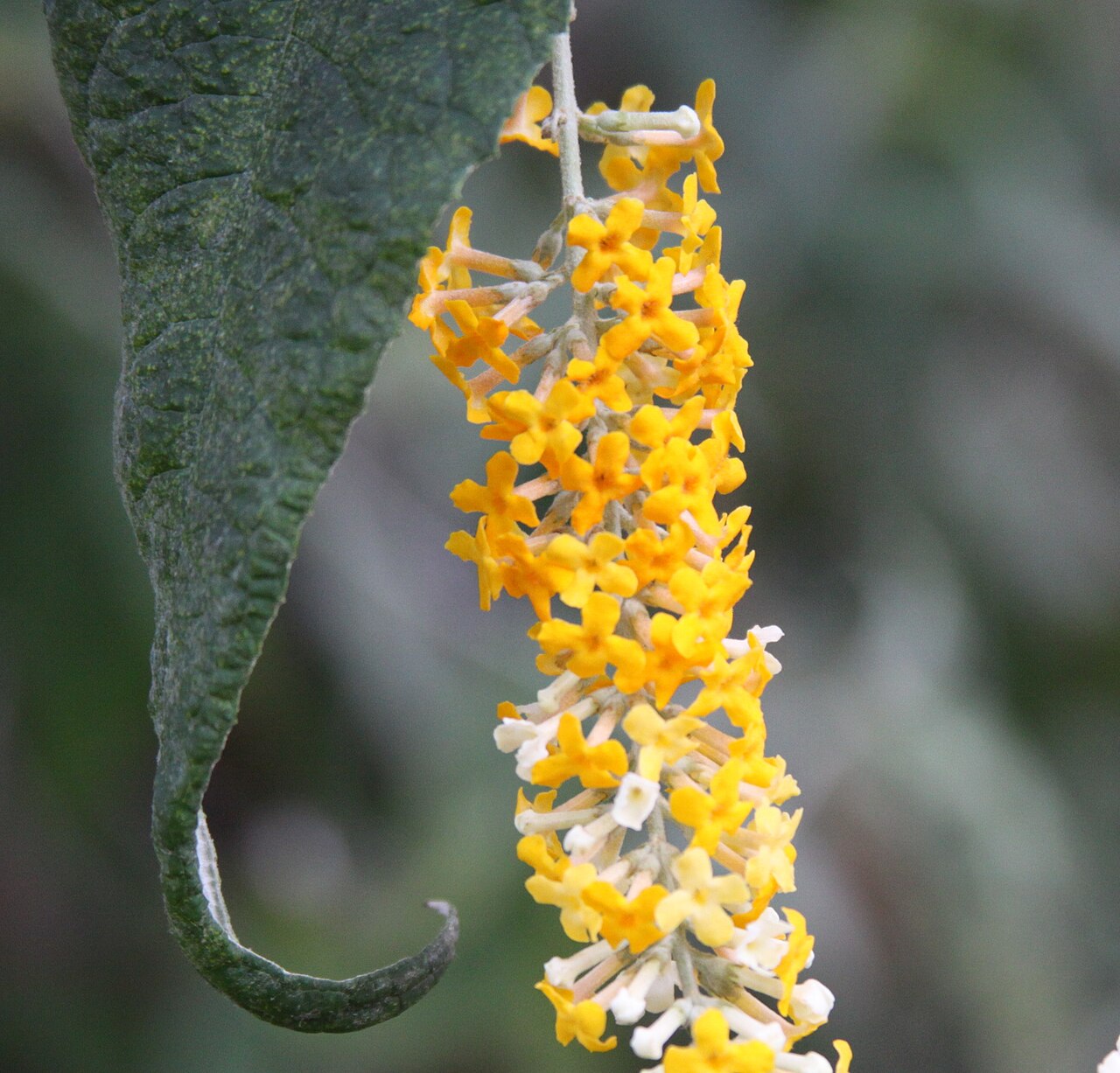 Dogtail: Royal Botanic Gardens, Kew Temperate House