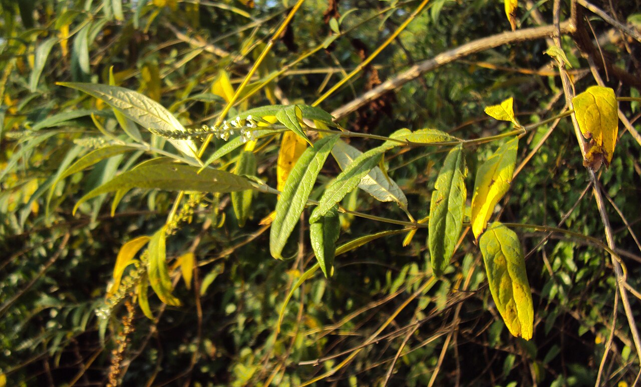Dogtail: Buddleja asiatica