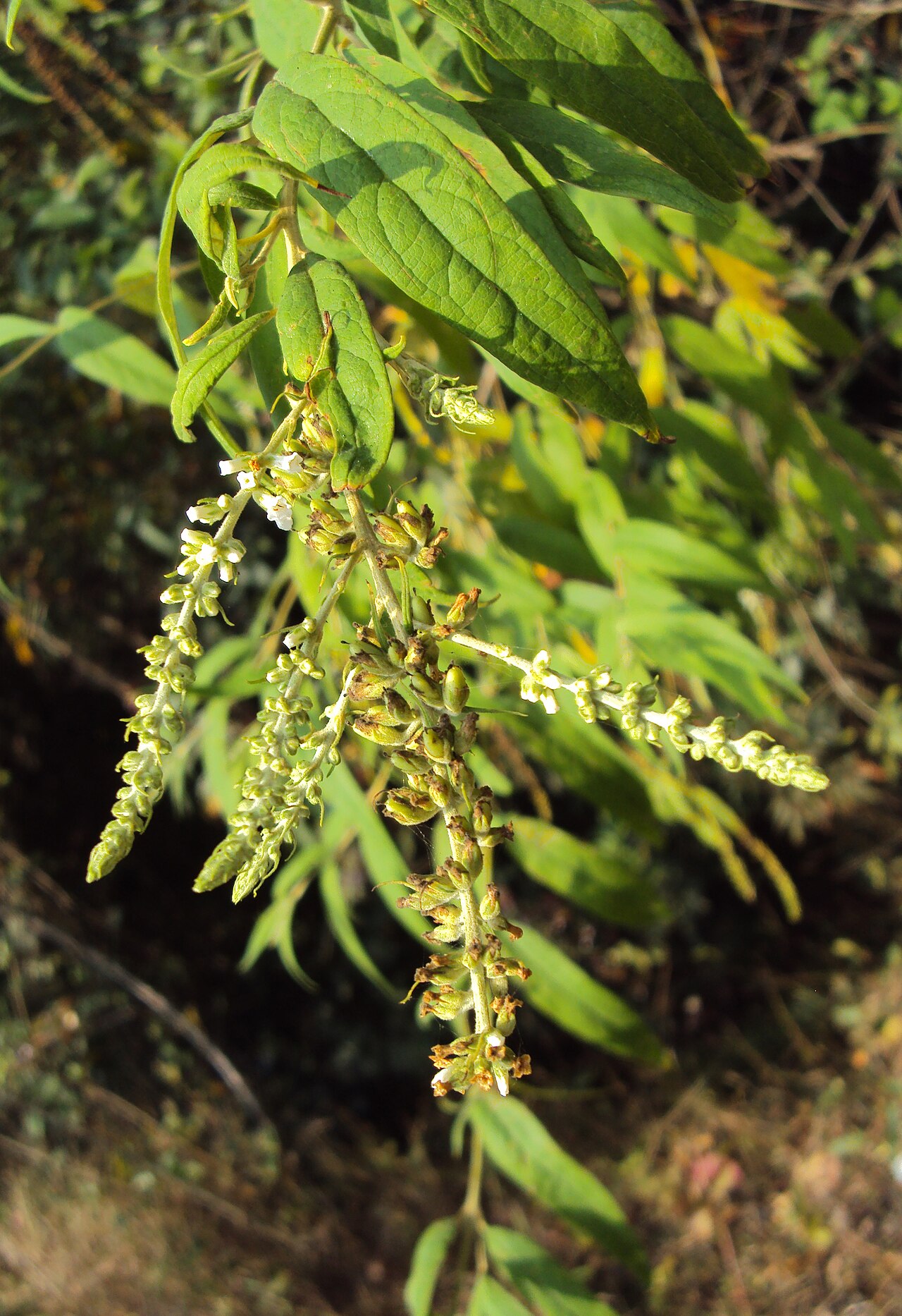 Dogtail: Buddleja asiatica