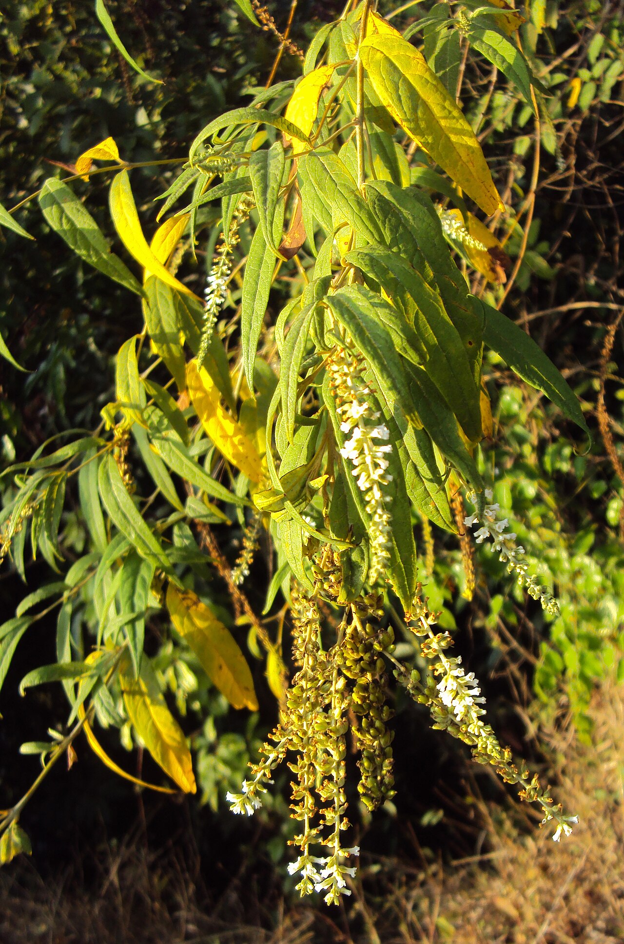 Dogtail: Buddleja asiatica