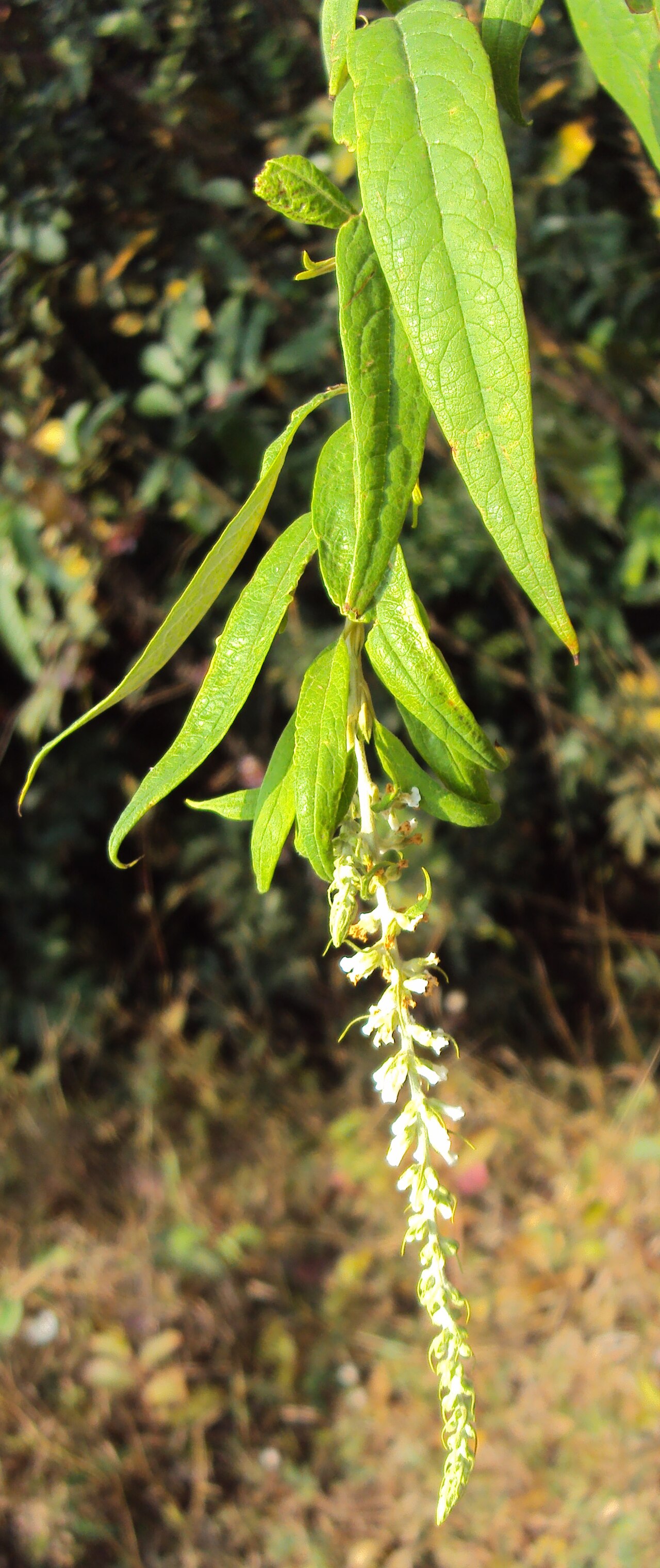 Dogtail: Buddleja asiatica