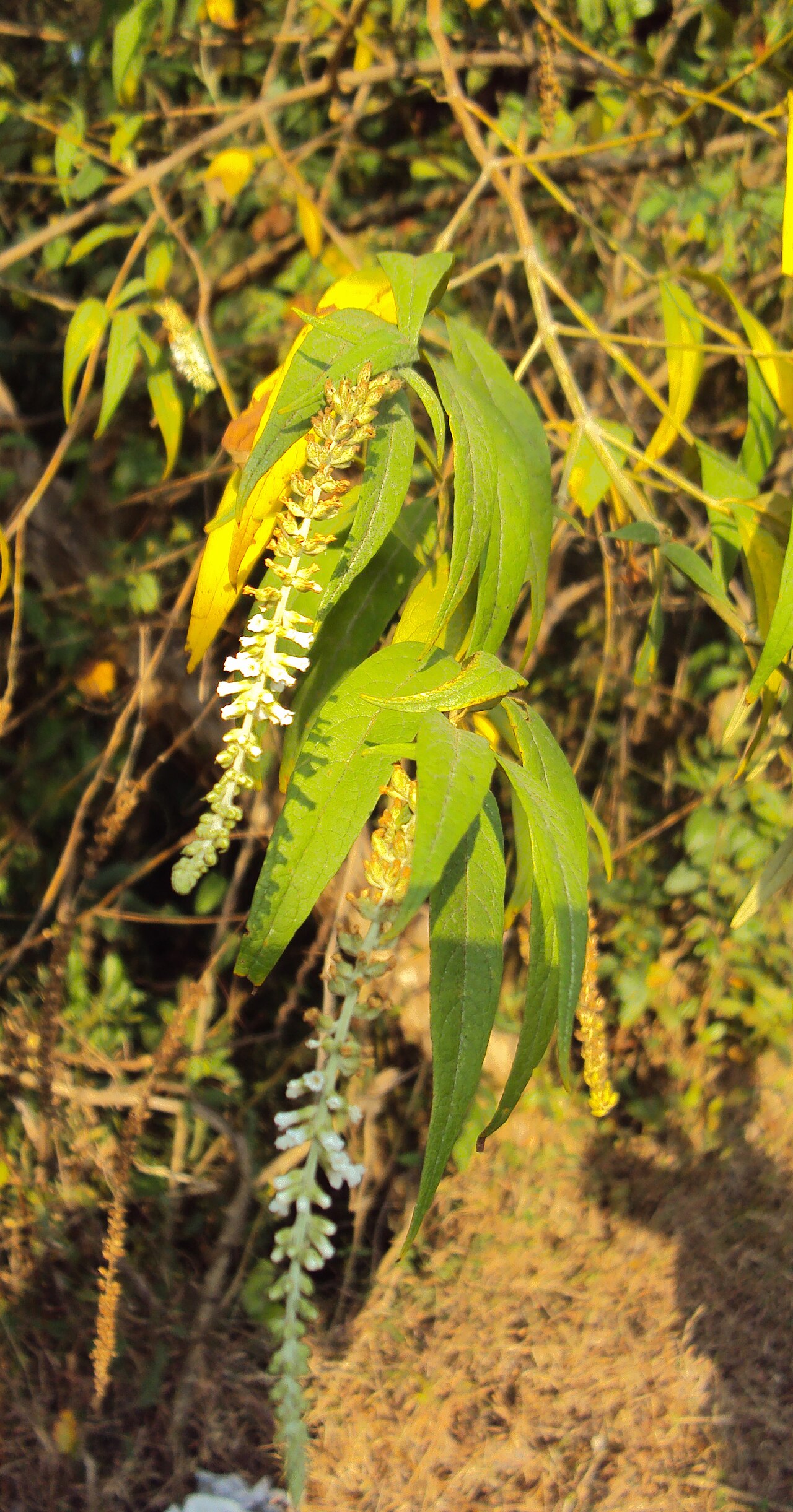 Dogtail: Buddleja asiatica