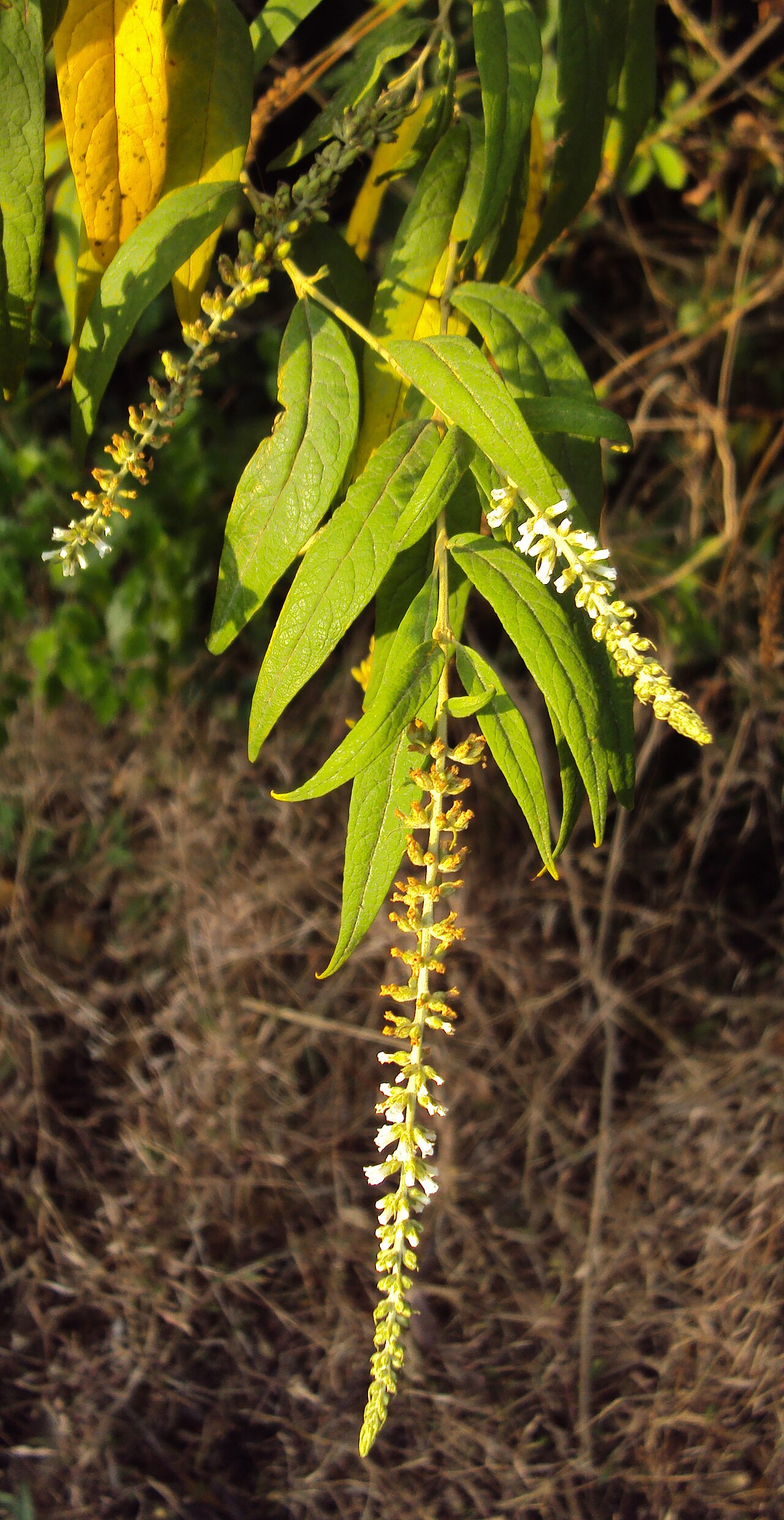 Dogtail: Buddleja asiatica