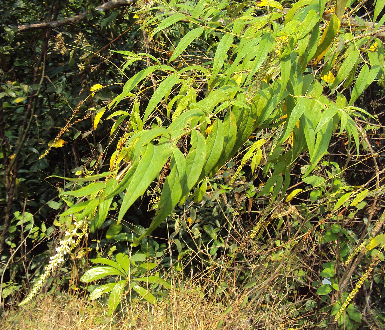 Dogtail: Buddleja asiatica