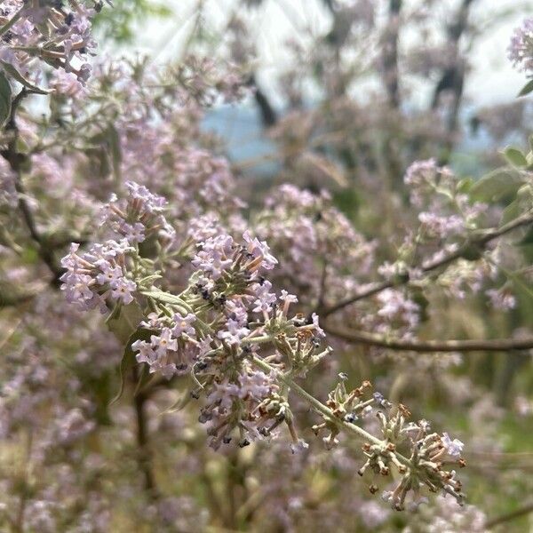 Buddleja caryopteridifolia (Buddleja caryopteridifolia)