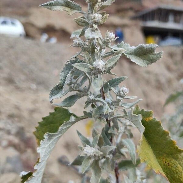 Buddleja caryopteridifolia (Buddleja caryopteridifolia)