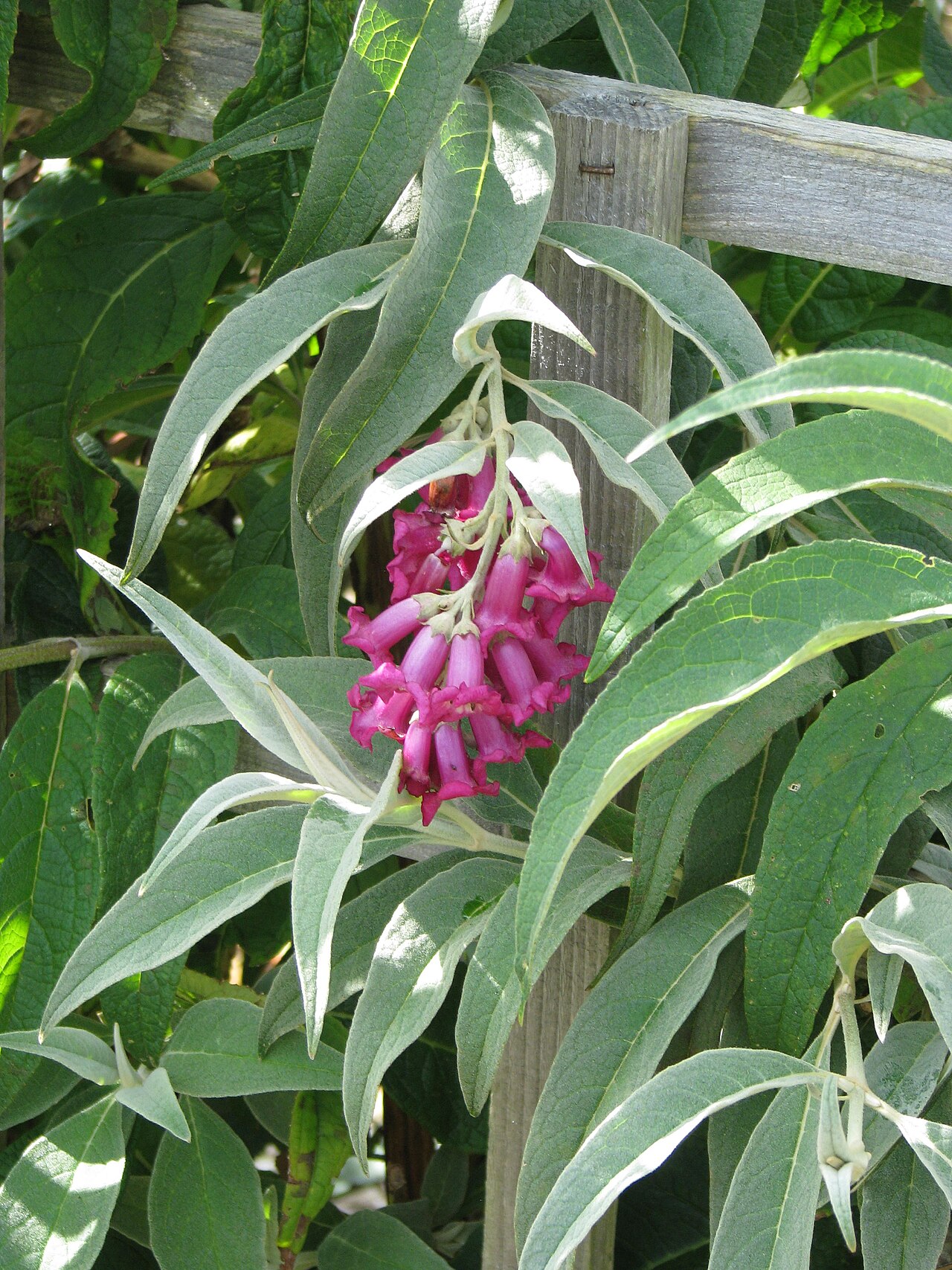 Buddleja colvilei: Buddleja colvillei large leaf form