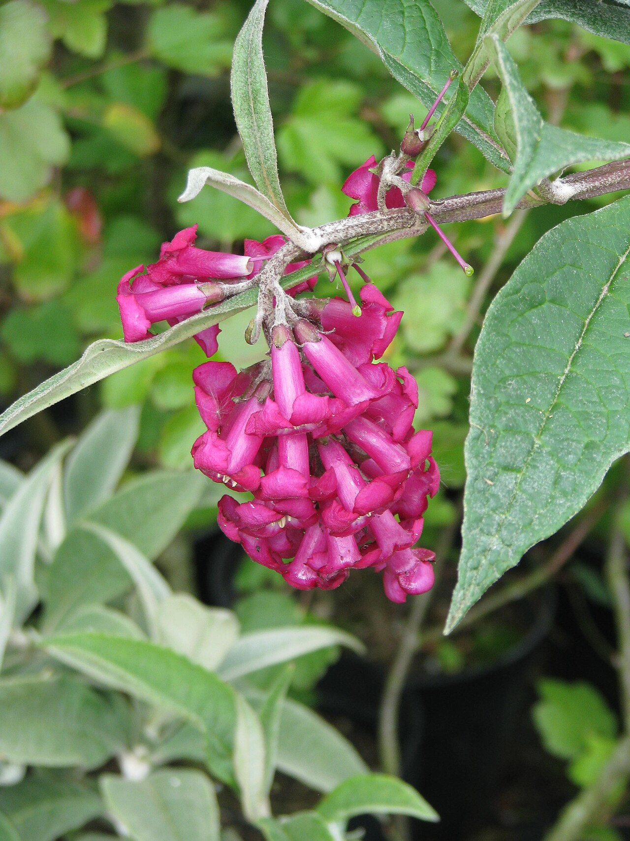 Buddleja colvilei: Buddleja colvillei Kewensis