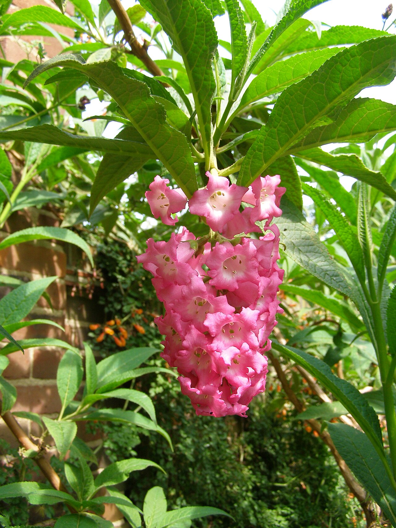 Buddleja colvilei: Buddleja colvilei, flowers and shoots. This plant may be the cultivar 'Kewensis', to be confirmed. Photo taken in private garden in London, UK.