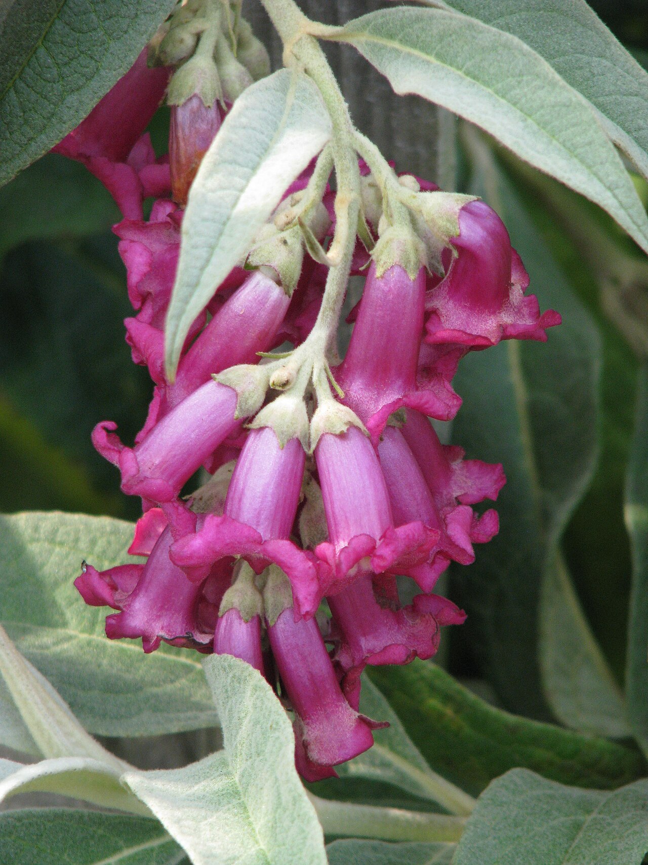 Buddleja colvilei: Buddleja colvillei large leaf form