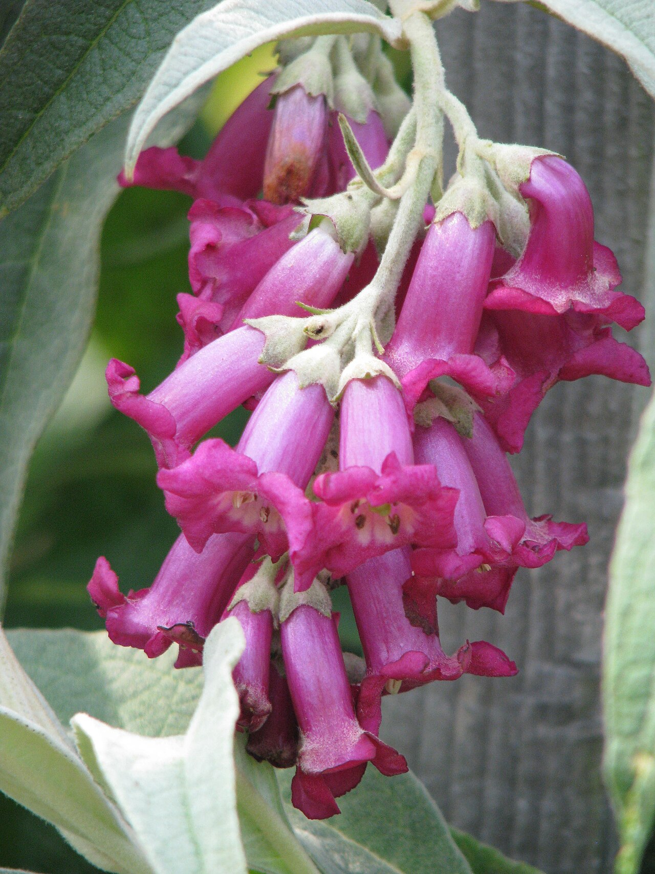 Buddleja colvilei: Buddleja colvillei large leaf form
