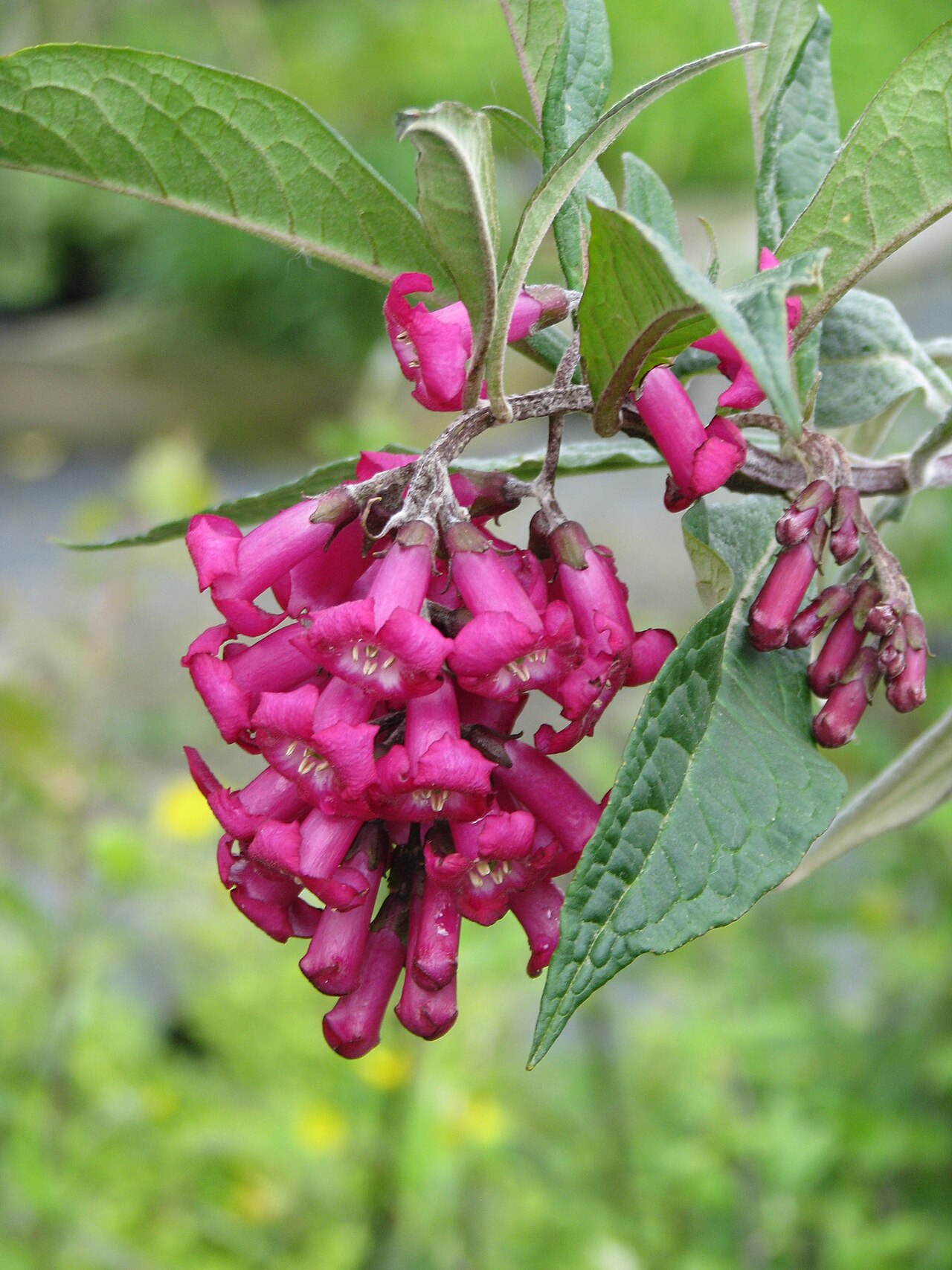 Buddleja colvilei: These flowers really glow in real life. The camera doesn't really pick it up