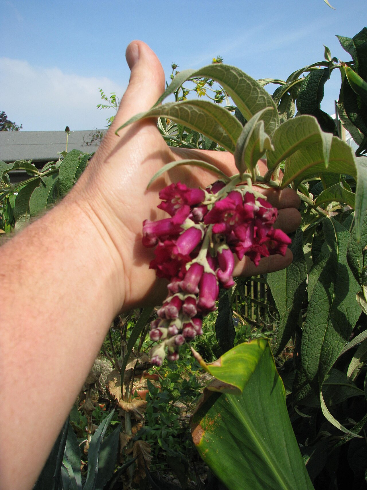 Buddleja colvilei: Good news - if it gets cut back by frost it can flower on new growth in the autumn