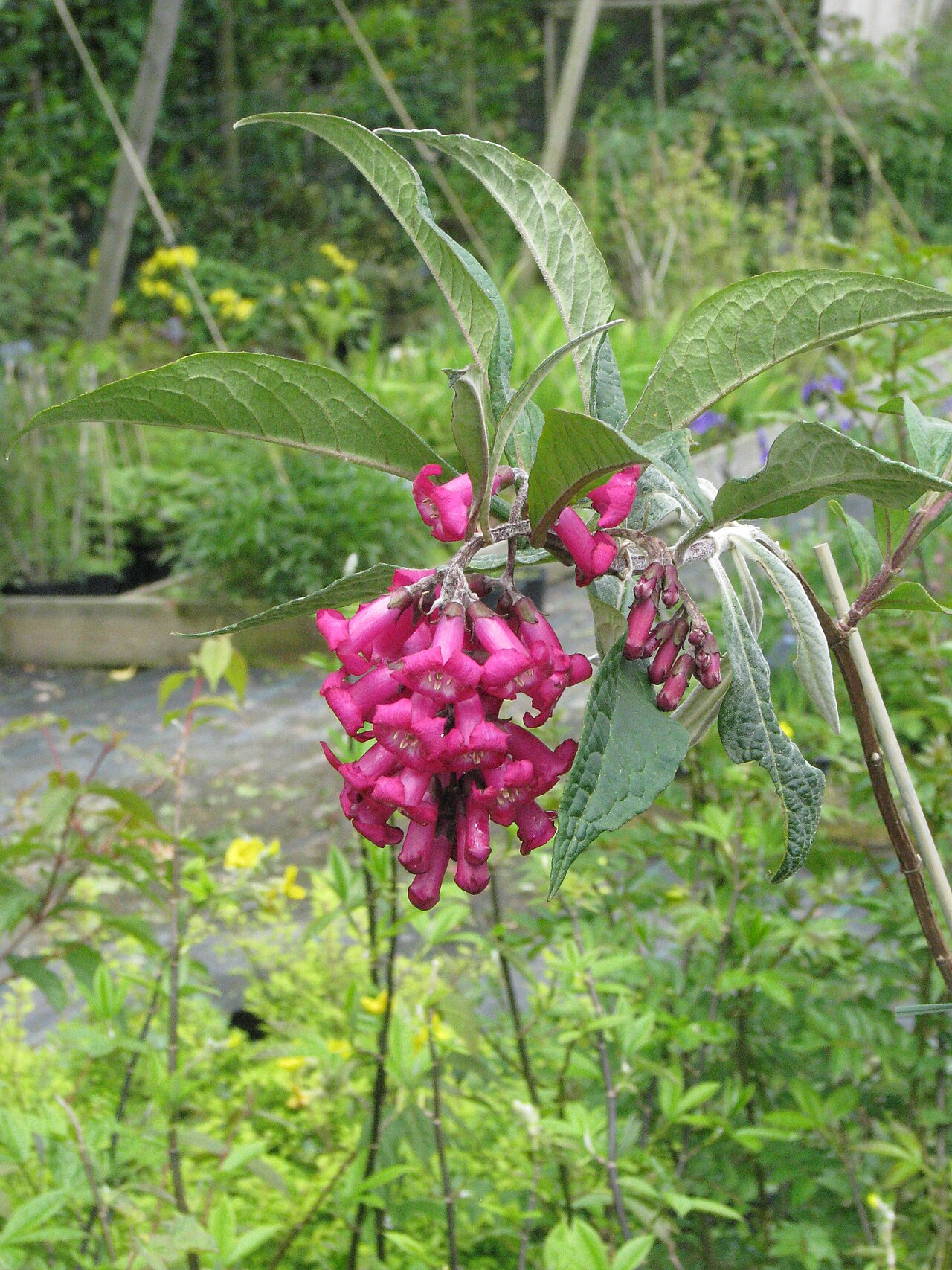 Buddleja colvilei: Buddleja colvillei Kewensis