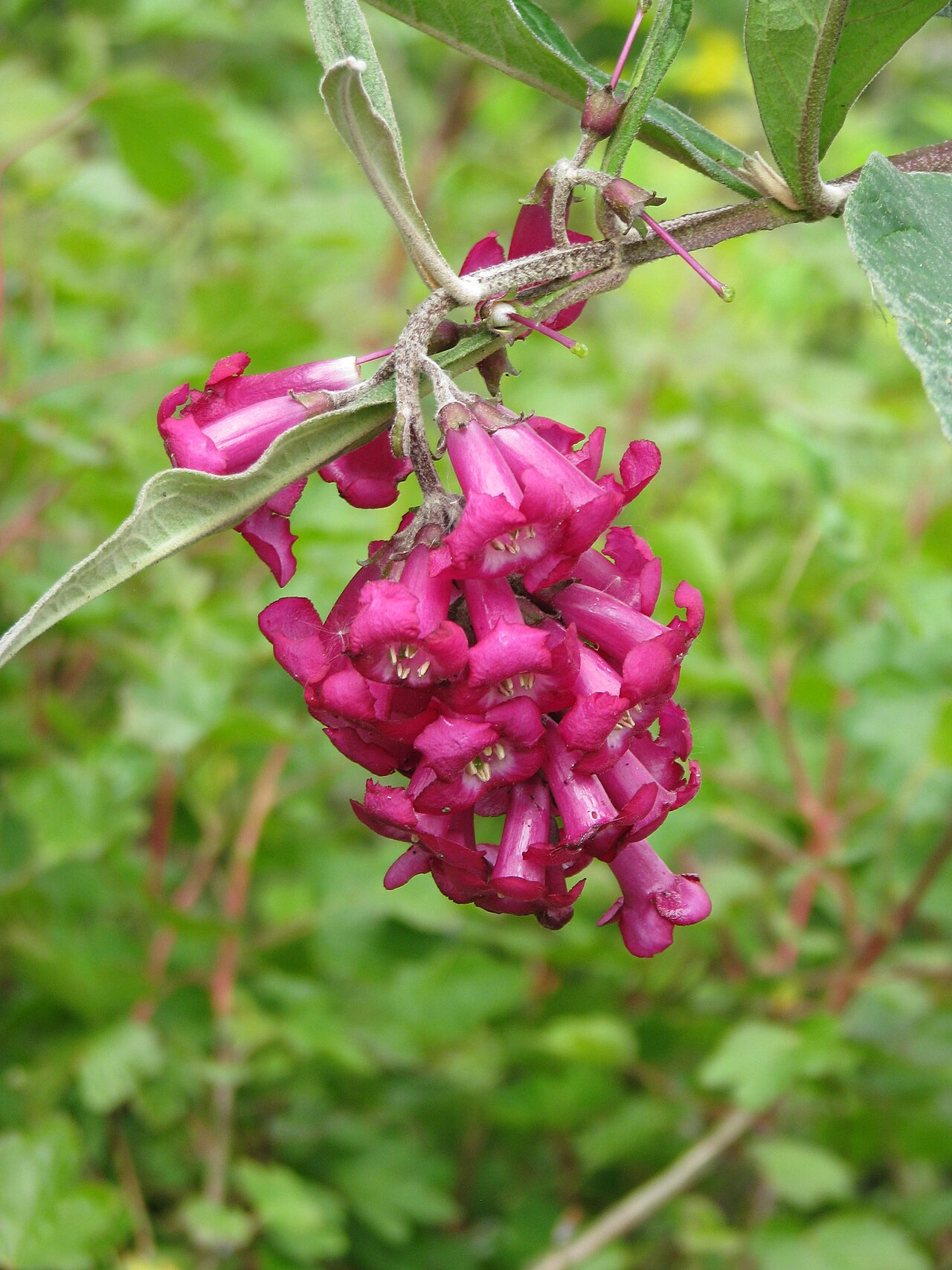 Buddleja colvilei: Buddleja colvillei Kewensis