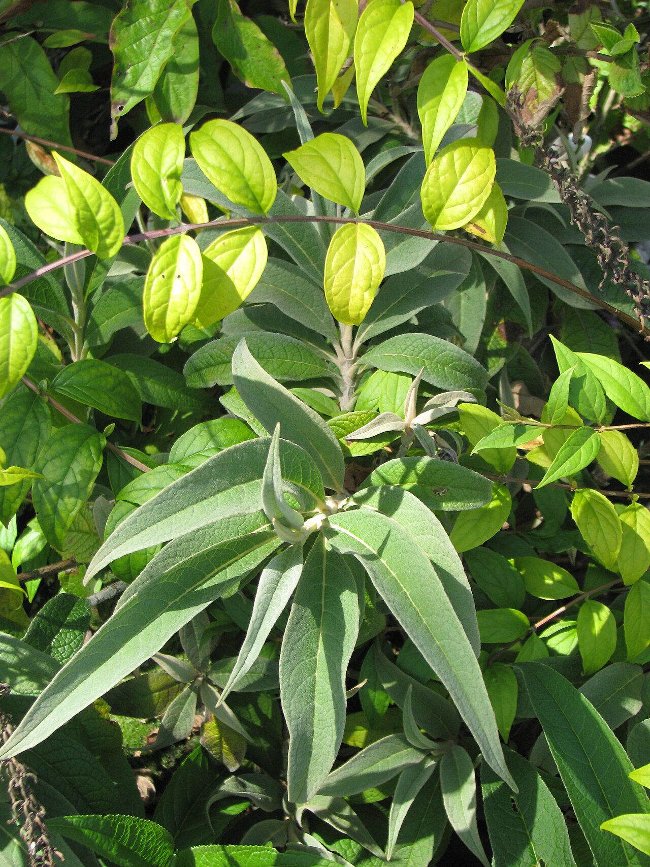 Buddleja colvilei: Buddleia colvilei foliage