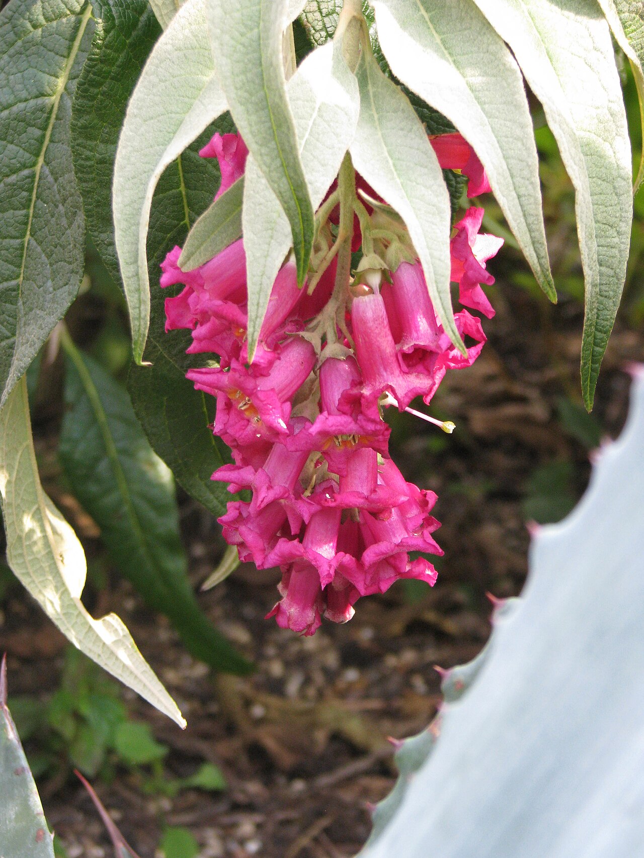 Buddleja colvilei: Flowering very well on the new growth this year