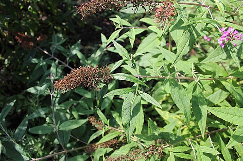 Butterfly-bush: Buddleja davidii. The Botanical Garden of the University of Latvia