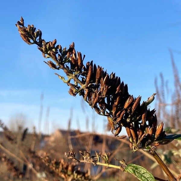 Butterfly-bush (Buddleja davidii)