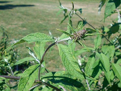 Butterfly-bush: Buddleja davidii , UMCS Botanical Garden in Lublin, Poland.