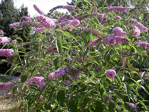 Butterfly-bush: Buddleja davidii de: Sommerflieder-Strauch, Steiermark.