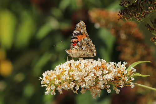 Butterfly-bush (Buddleja davidii)