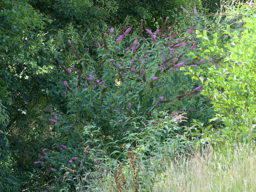 Butterfly-bush (Buddleja davidii)