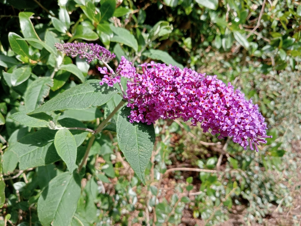 Butterfly-bush (Buddleja davidii)
