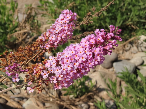 Butterfly-bush (Buddleja davidii)