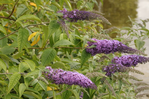 Butterfly-bush (Buddleja davidii)
