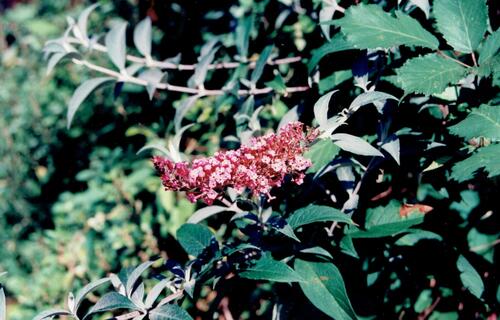 Butterfly-bush (Buddleja davidii)