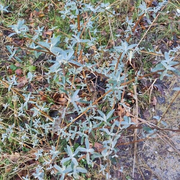 Butterfly-bush (Buddleja davidii)