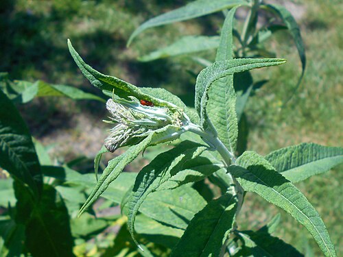 Butterfly-bush: Buddleja davidii , UMCS Botanical Garden in Lublin, Poland.