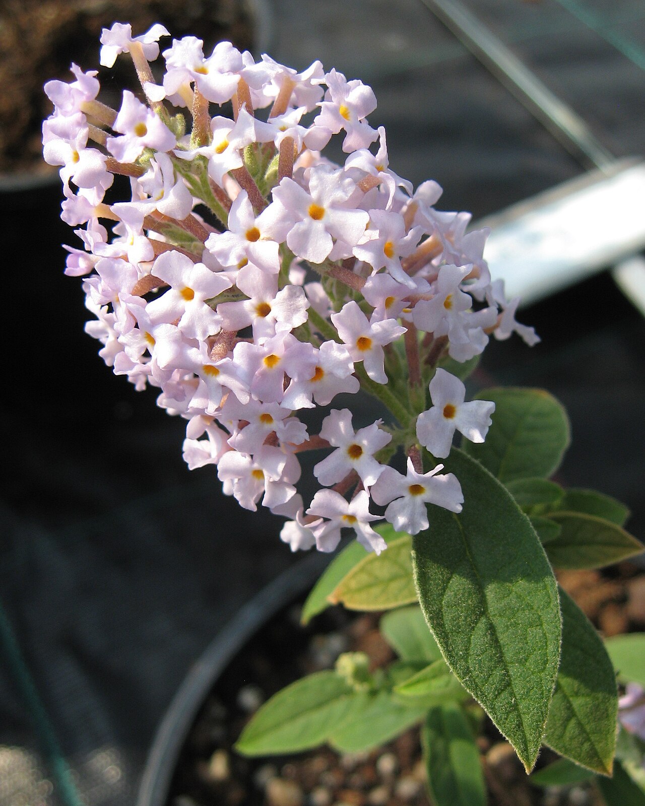 Buddleja delavayi: Photo of the inflorescence of Buddleja delavayii, taken in the greenhouse of Longstock Park Nursery.