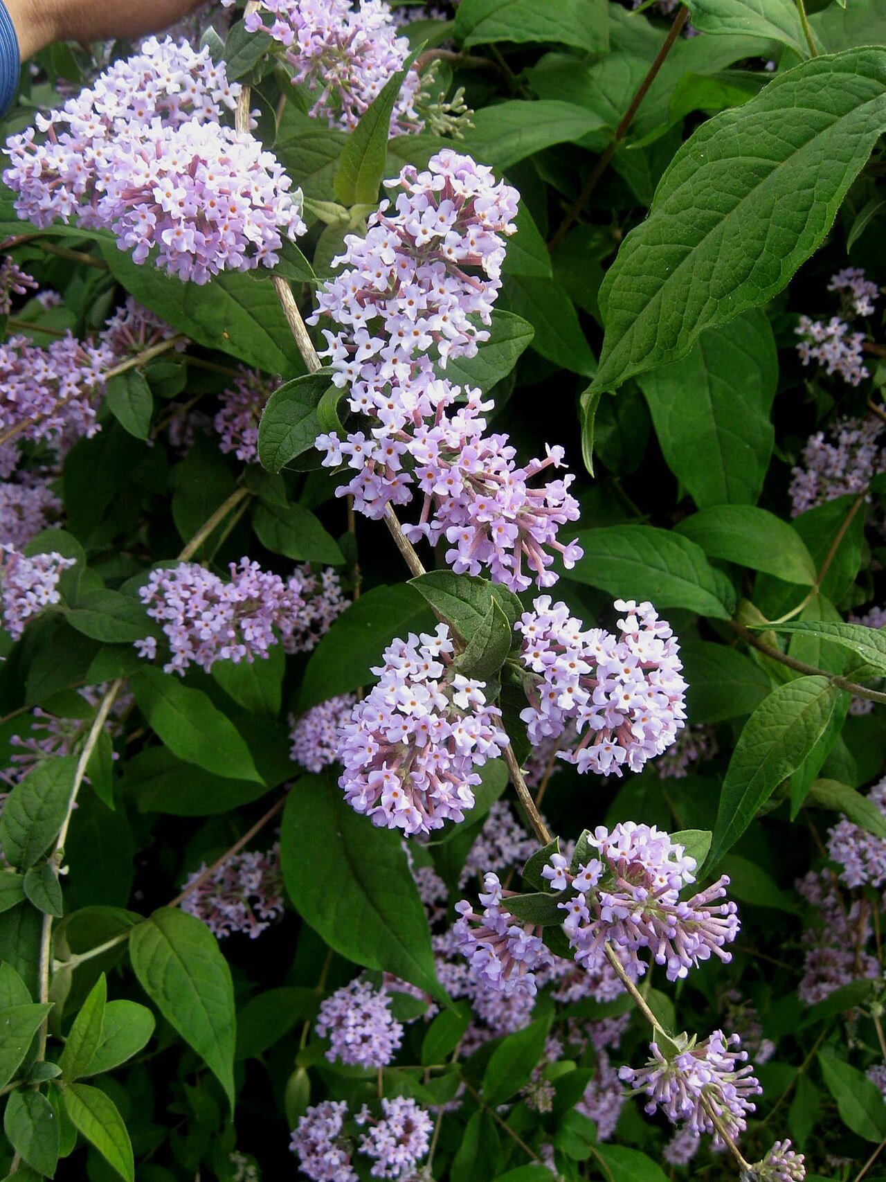 Buddleja delavayi: Close up photo of inflorescence of Buddleja delavayi .
