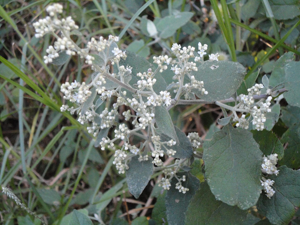 White climbing sagewood: Panicle of a White Climbing Sage, near Louwsburg, KwaZulu-Natal