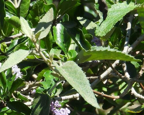White climbing sagewood (Buddleja dysophylla)