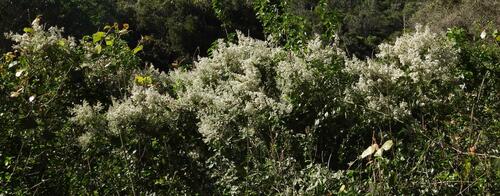 White climbing sagewood (Buddleja dysophylla)