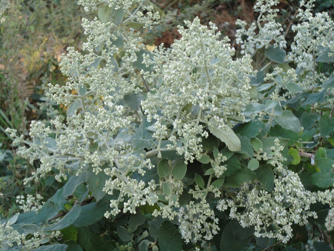 White climbing sagewood: Panicles of a White Climbing Sage, near Louwsburg, KwaZulu-Natal