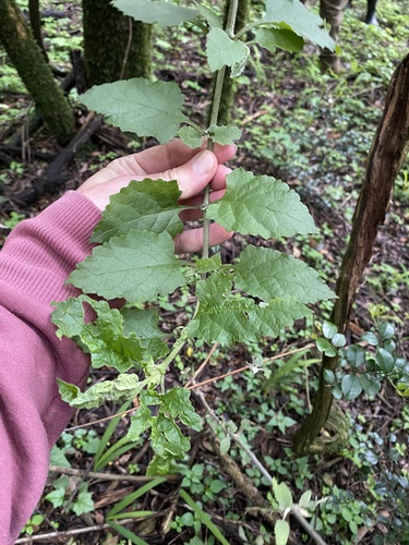White climbing sagewood (Buddleja dysophylla)