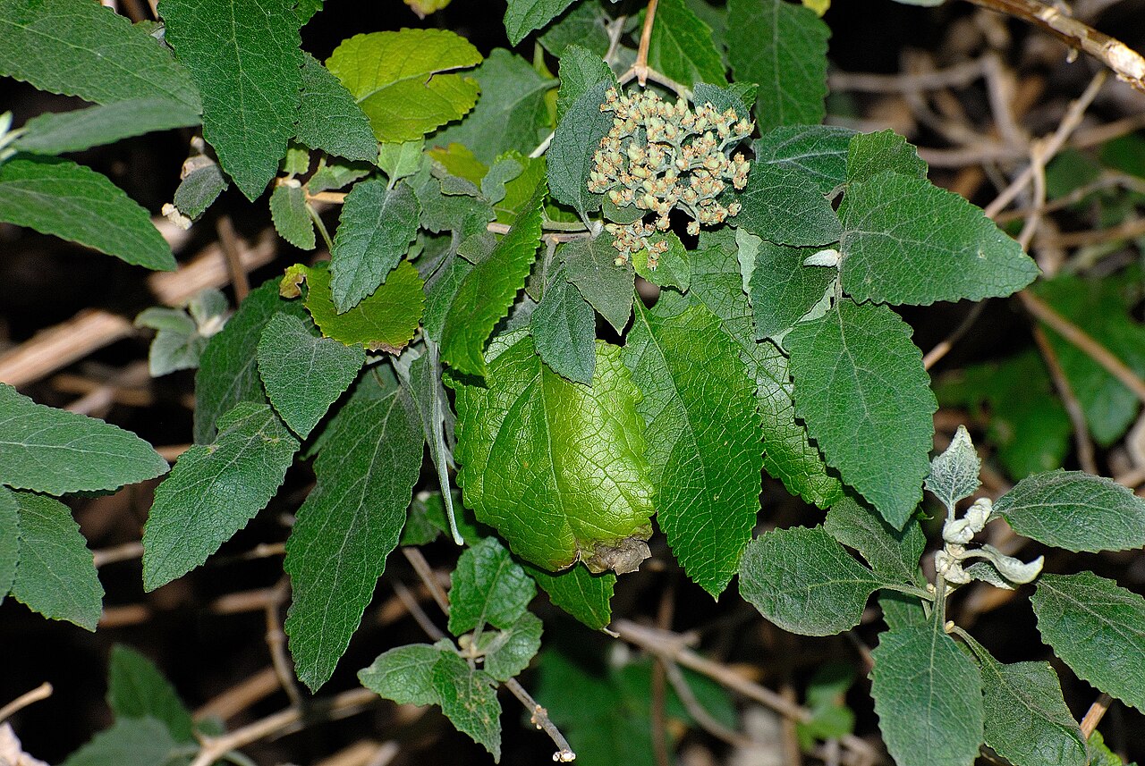 White climbing sagewood: Foliage and fruit of a White climbing sage, Jan Celliers Park, Pretoria