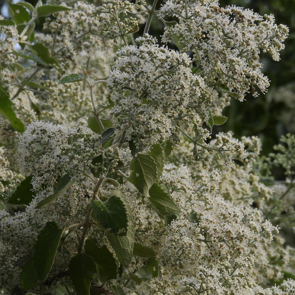 White climbing sagewood (Buddleja dysophylla)
