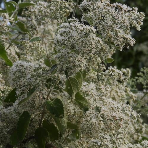 White climbing sagewood (Buddleja dysophylla)